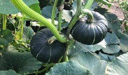 伊犁网红吃瓜事件真相,真相与反思